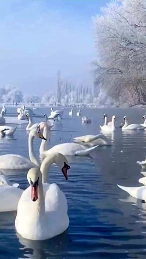 Ass. Prof. PhD Olena Maslyukivska